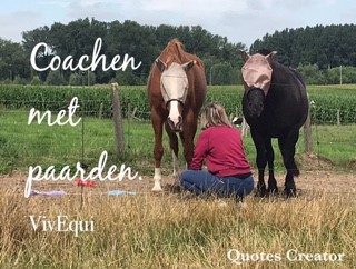 Coachen met paarden 4