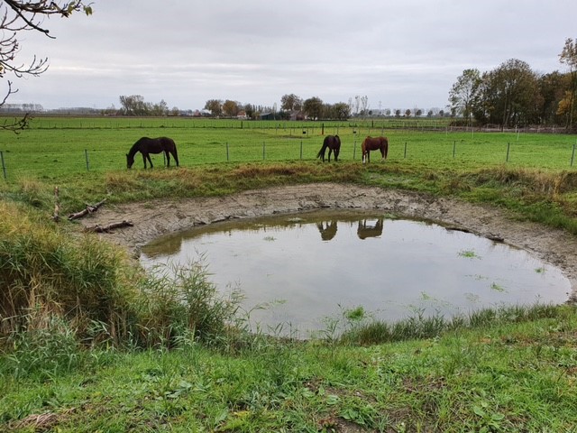 Paarden aan de vijver