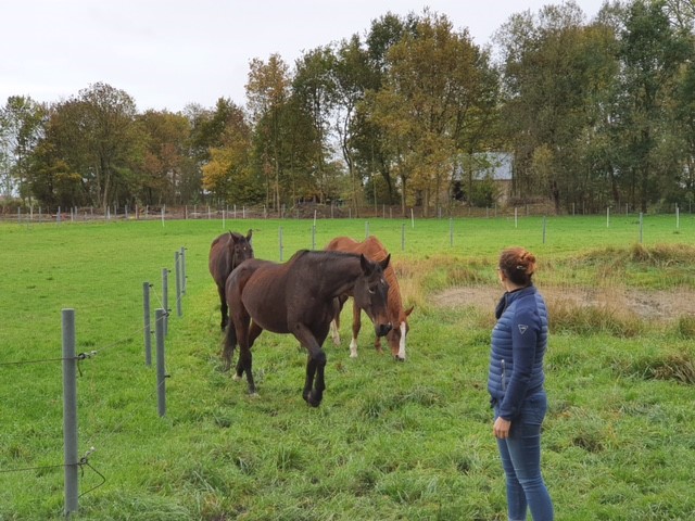 Paarden aan vijver met mens