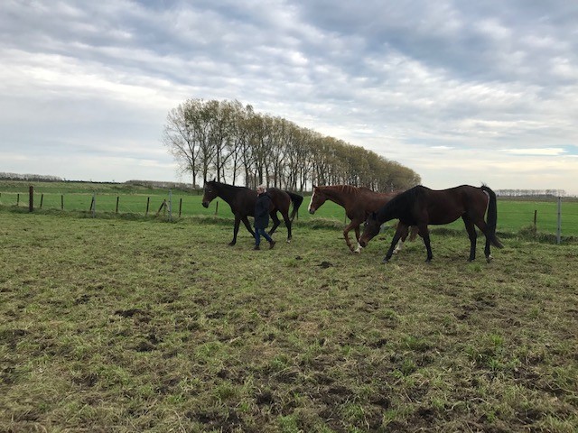paarden coaching 3