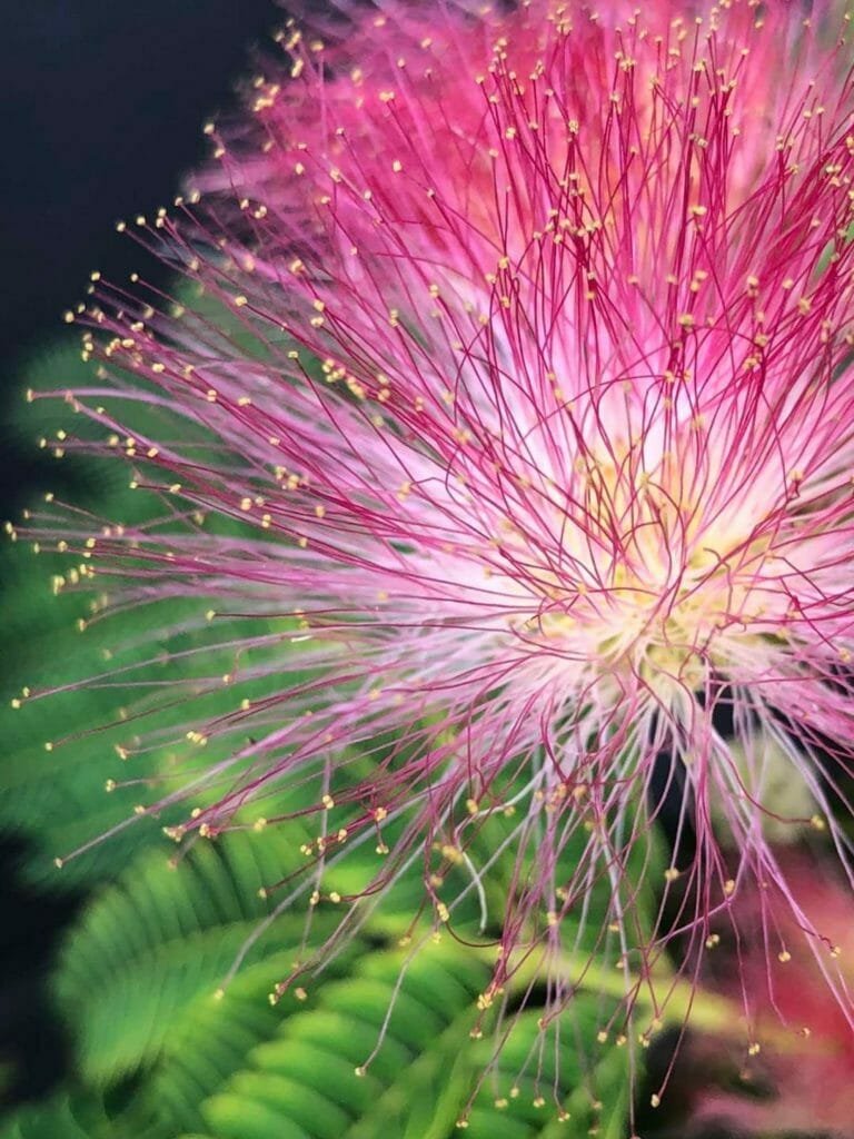 Albizia 2 768x1024