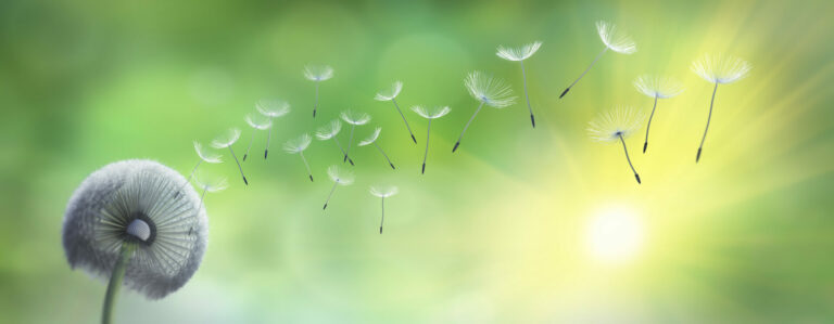 AdobeStock 86541718 1 768x299