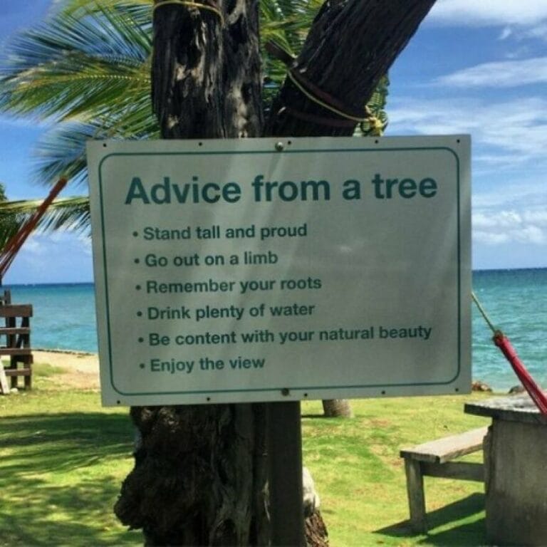 Advice from a tree 768x768